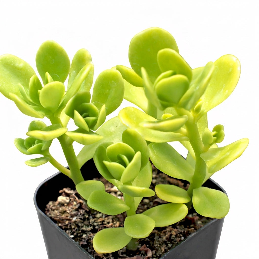 2 inch sedum confusum live succulent for sale, shiny yellow-green succulent rosettes, trailing branching stems, vibrant foliage with potential pink leaf margins in full sun, low maintenance water-wise plant, elegant spiller for hanging baskets and shelf decor, ideal gift for beginner gardeners