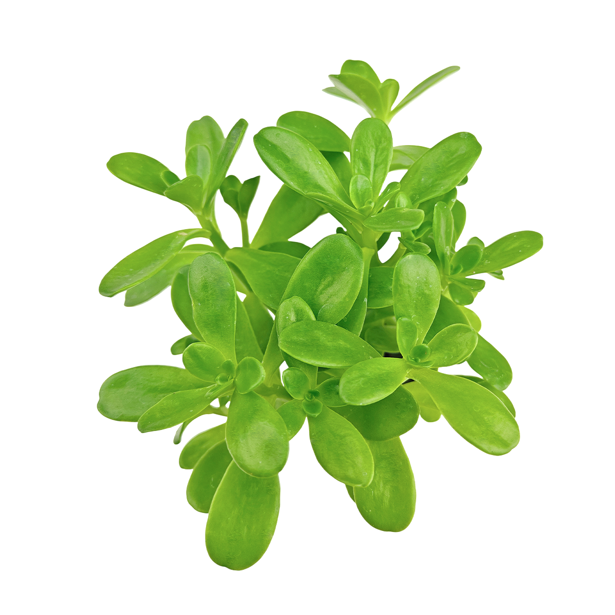 2 inch sedum confusum live succulent for sale, shiny yellow-green succulent rosettes, trailing branching stems, vibrant foliage with potential pink leaf margins in full sun, low maintenance water-wise plant, elegant spiller for hanging baskets and shelf decor, ideal gift for beginner gardeners