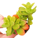 1.5" plug sedum confusum live succulent for sale, vibrant lime-green waxy leaves, rosettes perched atop branching stems, dense spreading ground cover form, semi-hardy and beginner friendly, lovely bohemian accent for windowsill or outdoor planter, ideal starter plant gift for any home gardener