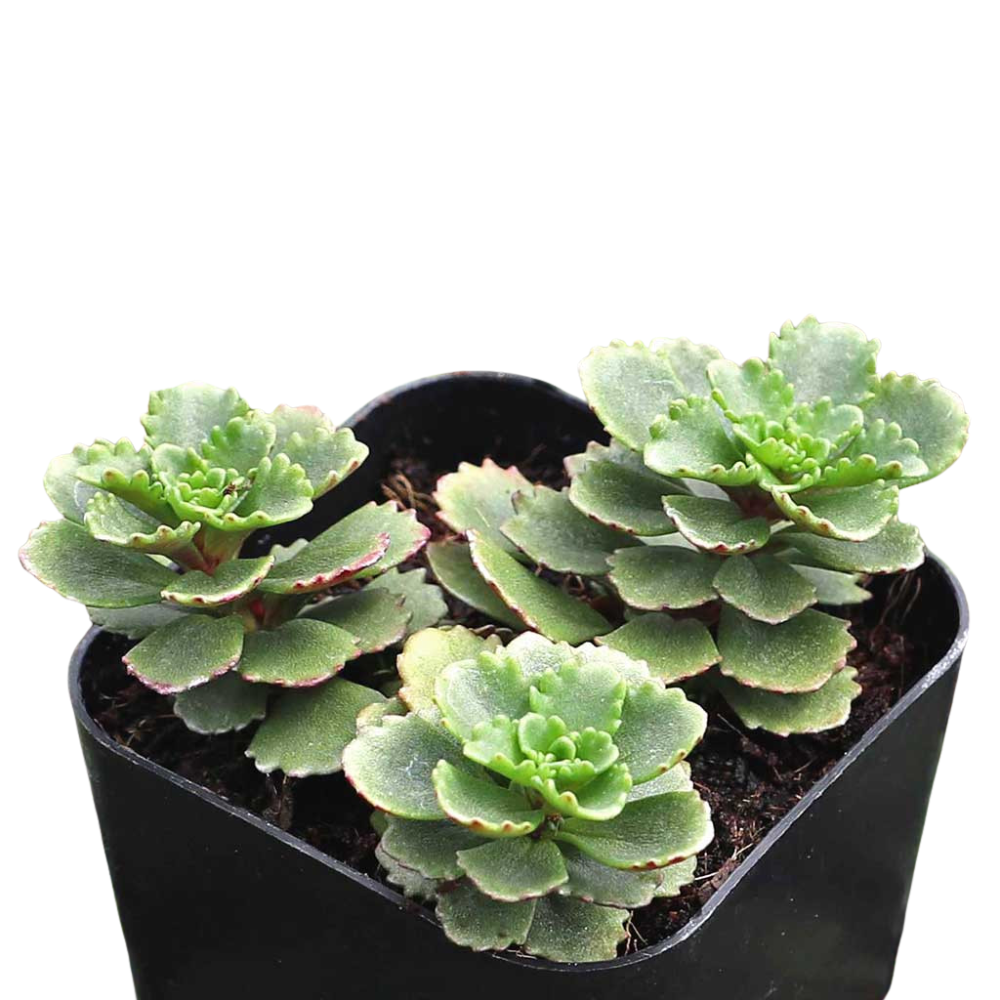 2 inch sedum hybridum 'immergrunchen' live succulent for sale, plastic pot, low-growing siberian sedum with fleshy coarse-textured green foliage spreading 12 to 18 inches wide, produces loose clusters of tiny star-shaped golden yellow flowers in midsummer, pollinator-attracting blooms attract bees and butterflies, effortlessly versatile for containers or ground cover, a wonderful beginner-friendly gift plant