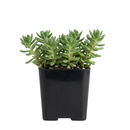 buy sedum japonicum var. senanense live succulent 2 inch online, compact creeping mat-forming growth, fine textured slender leaves, chartreuse to fire-engine red foliage in full sun, drought tolerant and low maintenance, perfect for fairy garden or rock garden display, charming gift for succulent enthusiasts in a plastic pot