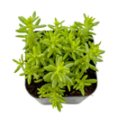 buy sedum japonicum var. senanense live succulent 2 inch online, compact creeping mat-forming growth, fine textured slender leaves, chartreuse to fire-engine red foliage in full sun, drought tolerant and low maintenance, perfect for fairy garden or rock garden display, charming gift for succulent enthusiasts in a plastic pot