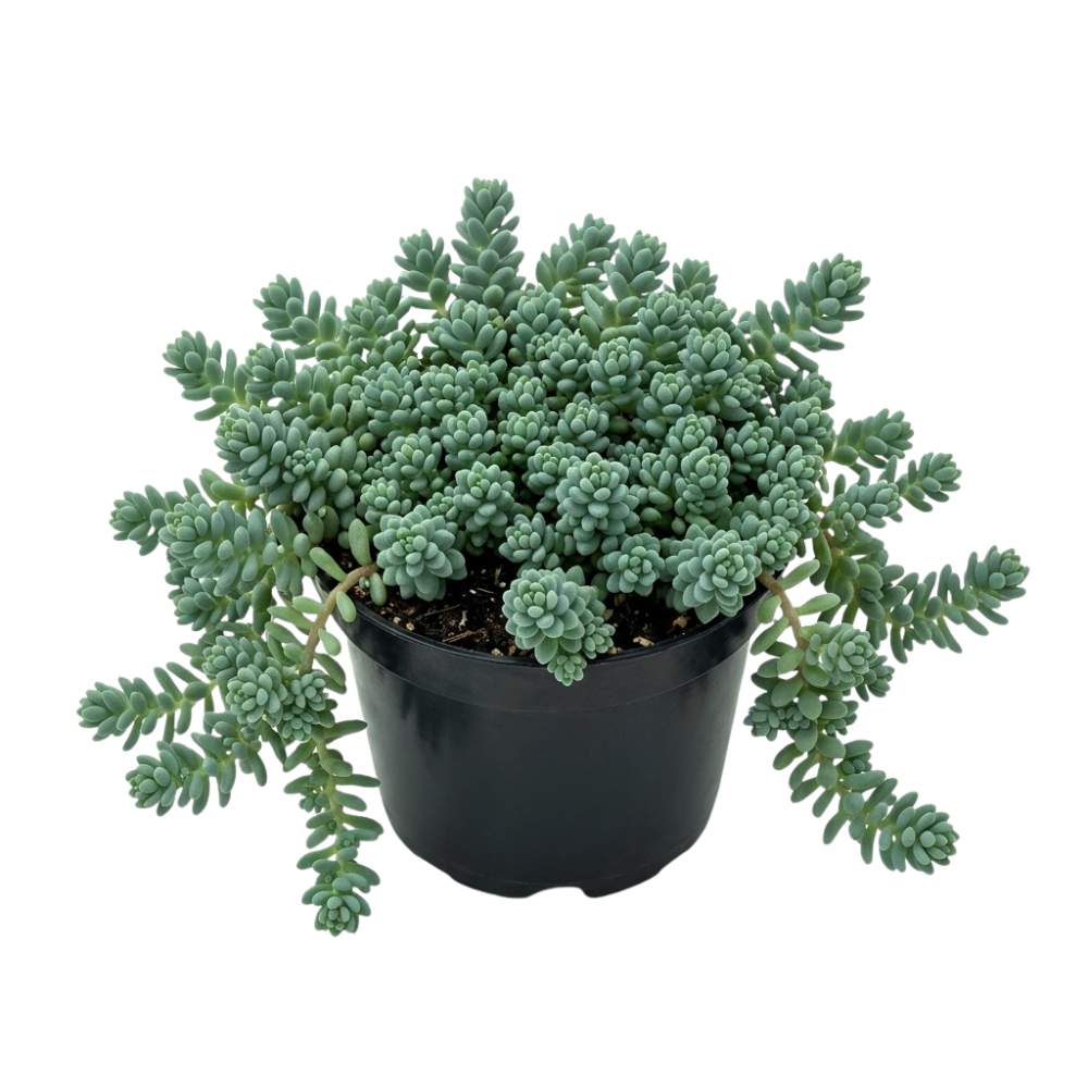 buy sedum pallidum var. bithynicum live succulent 2 inch online, soft mat-forming succulent with bluish-green miniature fleshy foliage, fast-spreading creeping stems ideal for wide shallow pots, white star-shaped summer blooms on delicate stems, pet safe and easy care for all skill levels, charming cascading accent for rock garden displays or succulent arrangements, unique gift for plant enthusiasts and collectors