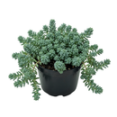 buy sedum pallidum var. bithynicum live succulent 2 inch online, soft mat-forming succulent with bluish-green miniature fleshy foliage, fast-spreading creeping stems ideal for wide shallow pots, white star-shaped summer blooms on delicate stems, pet safe and easy care for all skill levels, charming cascading accent for rock garden displays or succulent arrangements, unique gift for plant enthusiasts and collectors