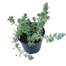 buy sedum pallidum var. bithynicum live succulent 2 inch online, soft mat-forming succulent with bluish-green miniature fleshy foliage, fast-spreading creeping stems ideal for wide shallow pots, white star-shaped summer blooms on delicate stems, pet safe and easy care for all skill levels, charming cascading accent for rock garden displays or succulent arrangements, unique gift for plant enthusiasts and collectors