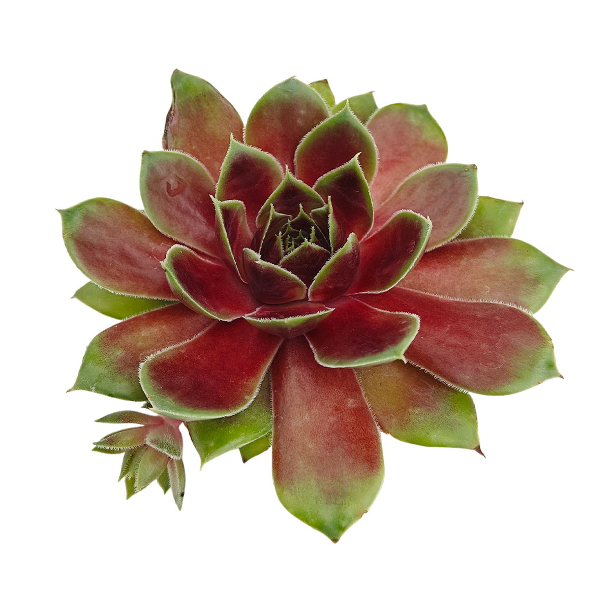 2 inch sempervivum 'coconut crystal' live succulent for sale, vivid jewel-like rosette shifting from frosty green to deep cranberry red with the seasons, firm thick succulent leaves in a dense geometric whorl, offset-producing hen and chicks clumping growth form, pet-friendly and easy care cold-hardy perennial succulent, striking architectural accent for troughs borders and outdoor pots, an excellent thoughtful gift for succulent enthusiasts in a clay pot