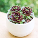 2 inch sempervivum 'coconut crystal' live succulent for sale, vivid jewel-like rosette shifting from frosty green to deep cranberry red with the seasons, firm thick succulent leaves in a dense geometric whorl, offset-producing hen and chicks clumping growth form, pet-friendly and easy care cold-hardy perennial succulent, striking architectural accent for troughs borders and outdoor pots, an excellent thoughtful gift for succulent enthusiasts in a clay pot
