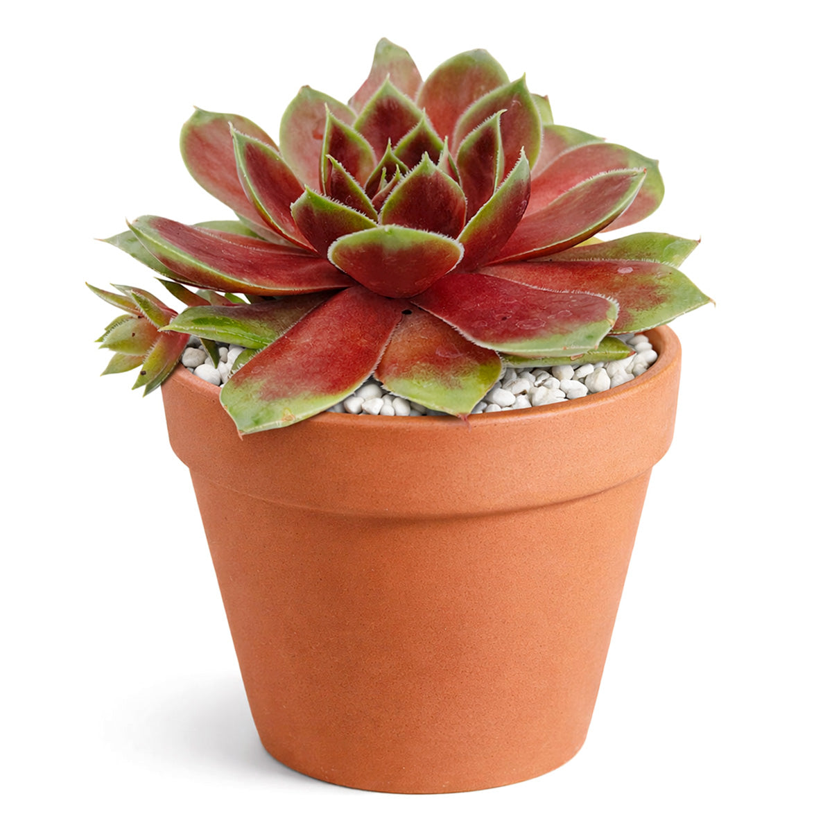 2 inch sempervivum 'coconut crystal' live succulent for sale, vivid jewel-like rosette shifting from frosty green to deep cranberry red with the seasons, firm thick succulent leaves in a dense geometric whorl, offset-producing hen and chicks clumping growth form, pet-friendly and easy care cold-hardy perennial succulent, striking architectural accent for troughs borders and outdoor pots, an excellent thoughtful gift for succulent enthusiasts in a clay pot