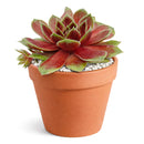 2 inch sempervivum 'coconut crystal' live succulent for sale, vivid jewel-like rosette shifting from frosty green to deep cranberry red with the seasons, firm thick succulent leaves in a dense geometric whorl, offset-producing hen and chicks clumping growth form, pet-friendly and easy care cold-hardy perennial succulent, striking architectural accent for troughs borders and outdoor pots, an excellent thoughtful gift for succulent enthusiasts in a clay pot