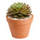 2 inch sempervivum gulle dame live succulent for sale, seasonal color-shifting maroon burgundy and amber-green rosette, fuzzy-margined fleshy pointed leaves, wide-spreading mat-forming clustering growth, cold-tolerant and nearly indestructible year-round grower, a vibrant and pet-friendly living gift perfect for any sunny indoor or outdoor space