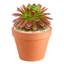 buy sempervivum icicle hens and chicks 2 inch online, sempervivum icicle frosty white tipped rosette succulent, outdoor succulent for patio and container planters