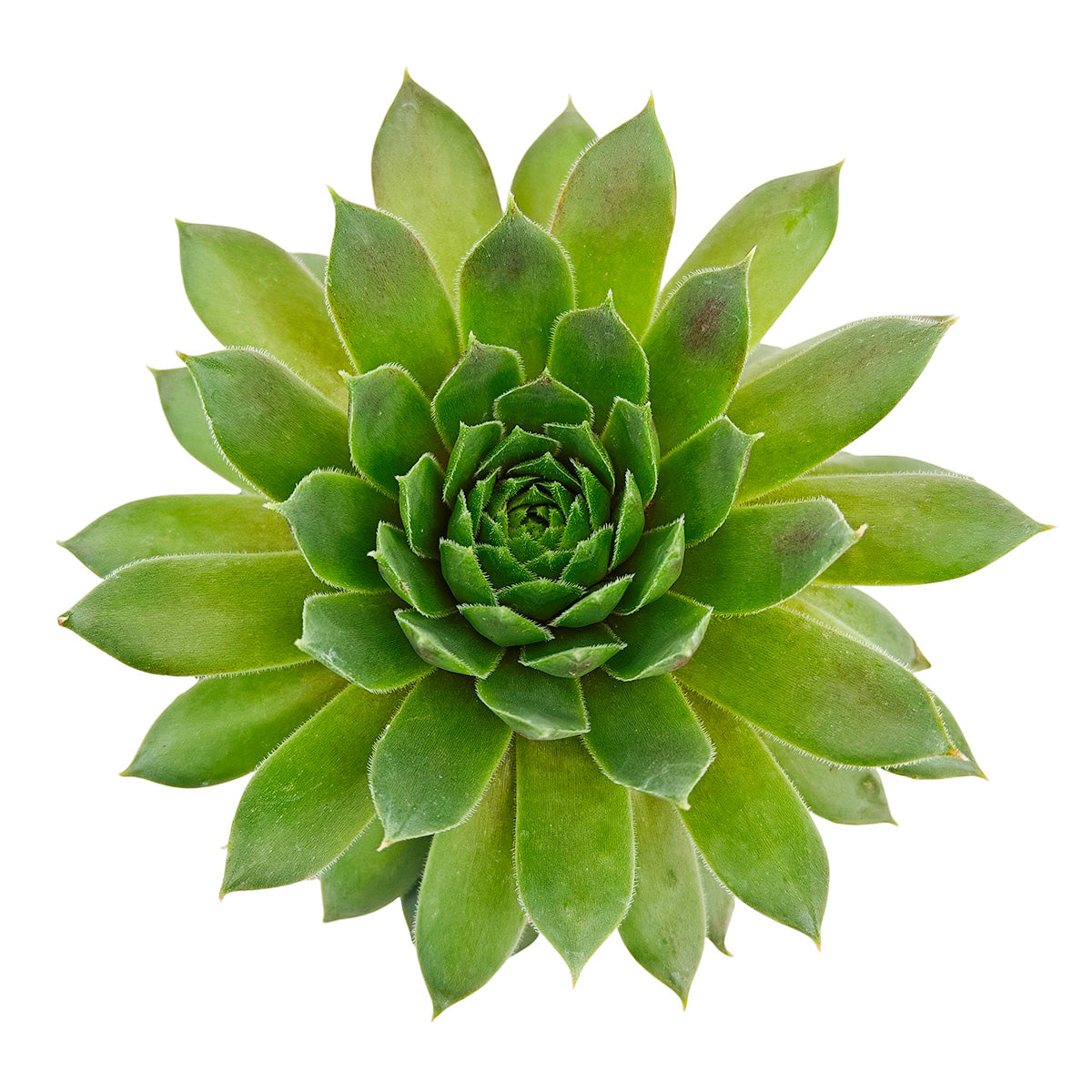 2 inch sempervivum 'red wings' live succulent for sale in white modern pot, vivid red and green bicolor rosette with textured ciliate leaf margins, monocarpic grower that blooms pink star-shaped flowers when mature, produces abundant chicks each spring for easy sharing, sun-loving and frost-tough, sleek white pot makes a clean contemporary styling accent for shelves or outdoor tables, a perfect gift for succulent collectors