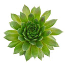 2 inch sempervivum 'red wings' live succulent for sale in plastic pot, vivid cherry-red leaf tips contrasting bright green centers, tight symmetrical rosette form, hair-like fringed leaf edges, easy care cold hardy variety, ideal for modern minimalist desk or patio display, a thoughtful gift for beginner gardeners