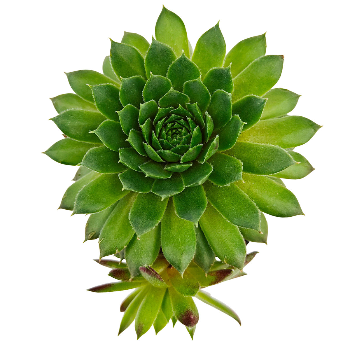 buy sempervivum 'red wings' live succulent 2 inch online in bamboo pot, fringed ciliate leaves arranged in a large symmetrical rosette, vivid green base with rich deep-red outer leaves, offsets freely in spring for easy propagation, frost tolerant and virtually pest-free, eco-friendly bamboo pot suits boho or naturalist decor themes, a unique and sustainable plant gift