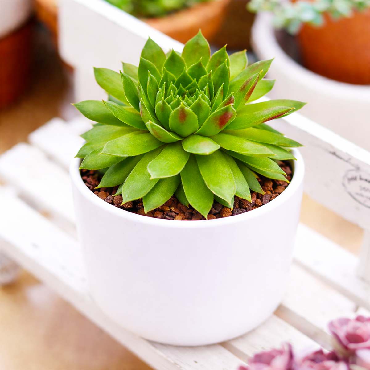 buy sempervivum 'red wings' live succulent 2 inch online, bold red and green rosette with ciliate leaf margins, long narrow fleshy leaves, clusters of offsets around the mother rosette, drought tolerant and frost hardy, architectural accent for windowsill or sunny shelf display, makes a stunning low-maintenance gift for succulent lovers