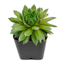 2 inch sempervivum 'red wings' live succulent for sale in plastic pot, vivid cherry-red leaf tips contrasting bright green centers, tight symmetrical rosette form, hair-like fringed leaf edges, easy care cold hardy variety, ideal for modern minimalist desk or patio display, a thoughtful gift for beginner gardeners