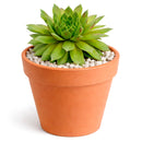 2 inch sempervivum 'red wings' live succulent for sale in plastic pot, vivid cherry-red leaf tips contrasting bright green centers, tight symmetrical rosette form, hair-like fringed leaf edges, easy care cold hardy variety, ideal for modern minimalist desk or patio display, a thoughtful gift for beginner gardeners
