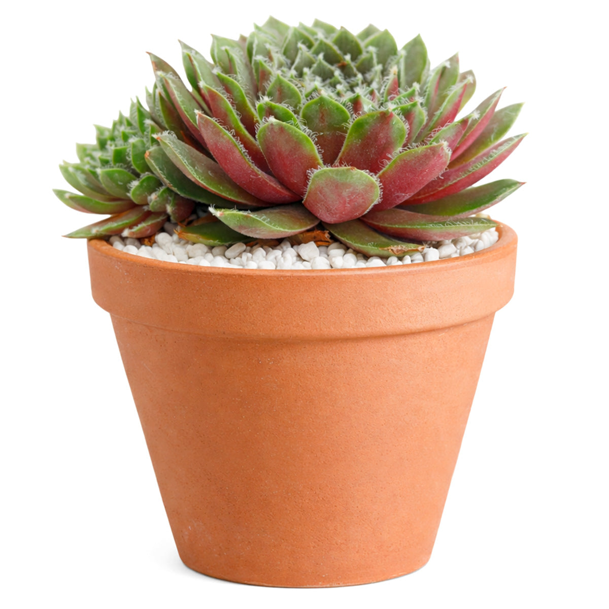 buy sempervivum 'sea foam' live succulent 2 inch online, bold lime green and red bicolor rosette form, fine silvery cilia giving a soft frosted appearance, prolific pup-producing clustering growth style, thrives in full sun with minimal water, architectural outdoor succulent for troughs rock gardens and pots, beautiful easy care gift plant for any succulent enthusiast