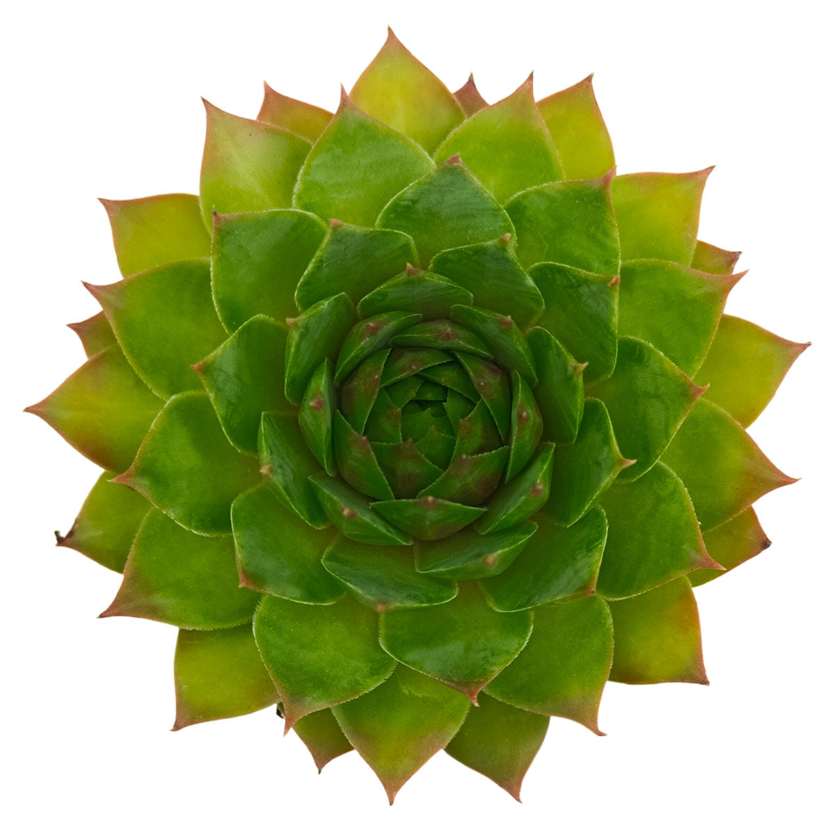 buy sempervivum 'silver king' live succulent 2 inch online in clay pot, rosettes of sharply pointed silvery-green leaves flushed with reddish-purple, textured waxy leaf surface with natural watermark patterns, spreading clustering growth habit, frost-hardy and low-water care, rustic terracotta styling accent for patios or windowsills, a thoughtful gift for gardeners who love bold color