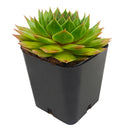 2 inch sempervivum 'silver king' live succulent for sale in plastic pot, large spreading rosette with green base and seasonal red-burgundy pigments, smooth fleshy leaves with wax watermark patterns, hen and chicks offset habit forming colorful mats, extremely frost hardy and drought tolerant, versatile styling plant for rock gardens or succulent bowls, ideal gift for beginners and seasoned collectors alike