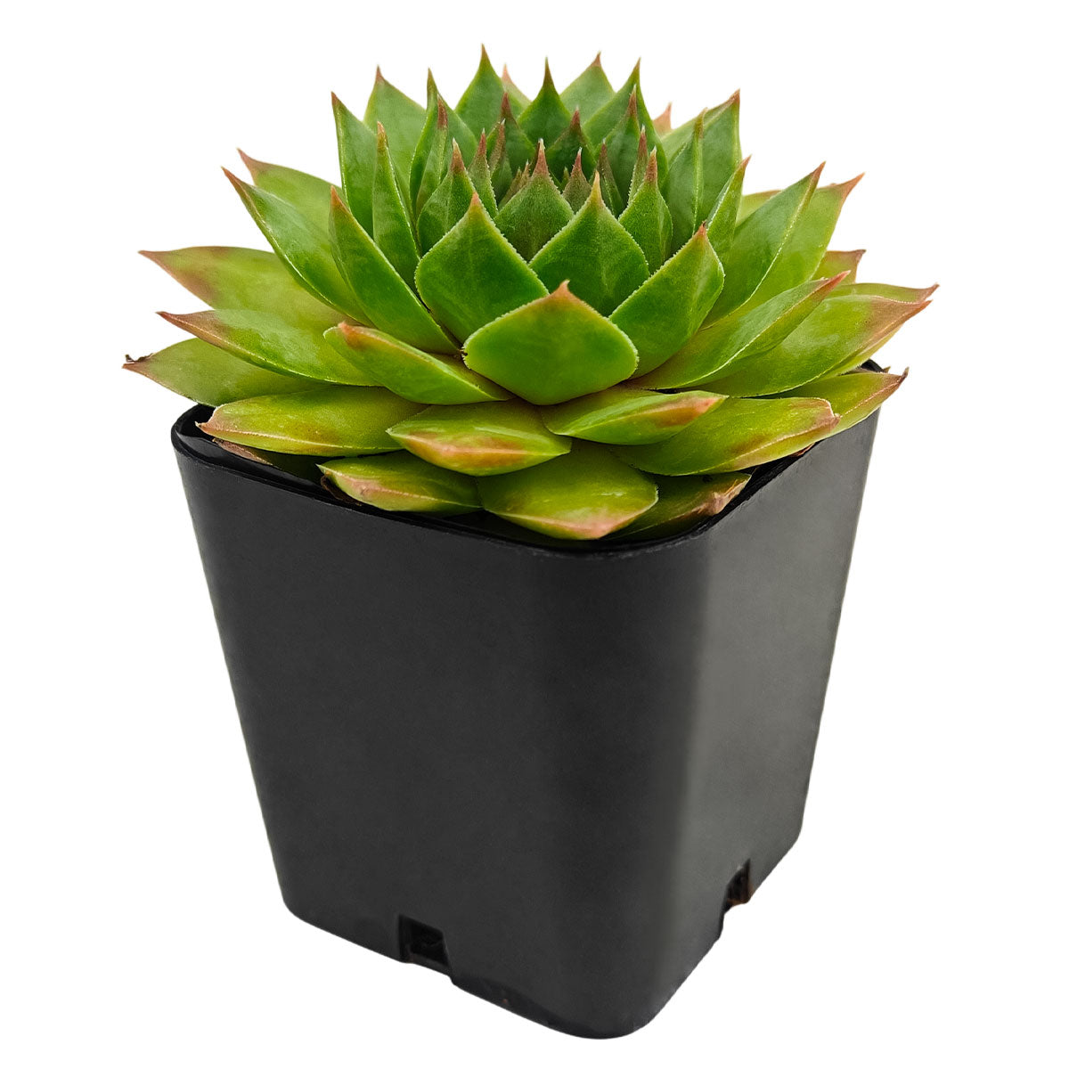 buy sempervivum 'silver king' live succulent 2 inch online in bamboo pot, silvery-minty green rosette with dramatic crimson flush in cold or bright conditions, pointed fleshy leaves forming tight symmetrical rosettes, hardy and pet-friendly clustering succulent, thrives in full sun with very low water needs, eco-friendly bamboo pot presentation perfect for nature-inspired interiors, makes a charming and lasting gift for any occasion