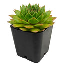 2 inch sempervivum 'silver king' live succulent for sale in plastic pot, large spreading rosette with green base and seasonal red-burgundy pigments, smooth fleshy leaves with wax watermark patterns, hen and chicks offset habit forming colorful mats, extremely frost hardy and drought tolerant, versatile styling plant for rock gardens or succulent bowls, ideal gift for beginners and seasoned collectors alike