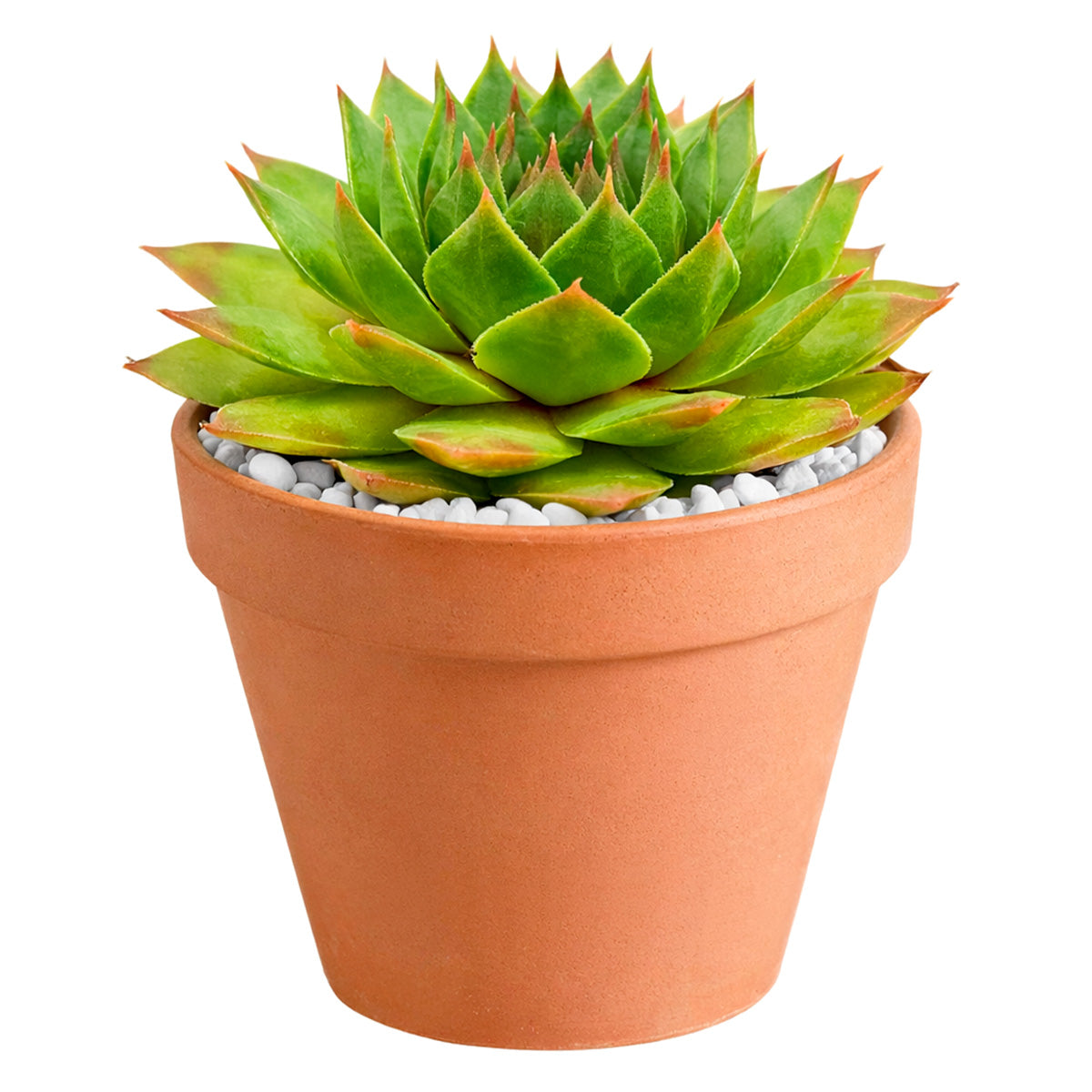 2 inch sempervivum 'silver king' live succulent for sale in plastic pot, large spreading rosette with green base and seasonal red-burgundy pigments, smooth fleshy leaves with wax watermark patterns, hen and chicks offset habit forming colorful mats, extremely frost hardy and drought tolerant, versatile styling plant for rock gardens or succulent bowls, ideal gift for beginners and seasoned collectors alike