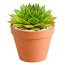 2 inch sempervivum 'silver king' live succulent for sale in plastic pot, large spreading rosette with green base and seasonal red-burgundy pigments, smooth fleshy leaves with wax watermark patterns, hen and chicks offset habit forming colorful mats, extremely frost hardy and drought tolerant, versatile styling plant for rock gardens or succulent bowls, ideal gift for beginners and seasoned collectors alike