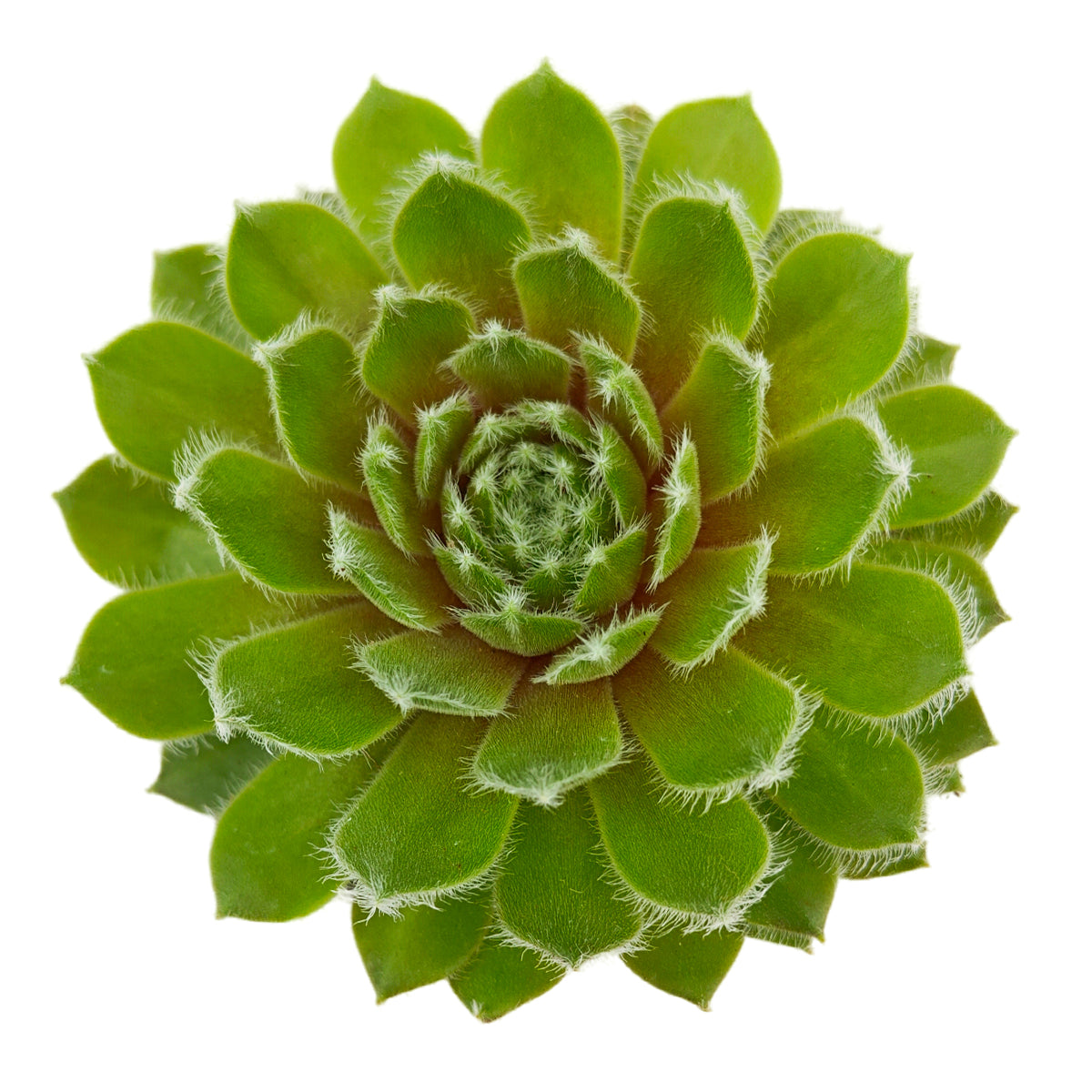 2 inch sempervivum 'highland mist' live succulent for sale, soft dewy silvery-green rosette with fine ciliate coating, wide-spreading clustering habit, cold hardy to zone 3, thrives in well-draining gritty soil, lovely alpine-inspired desk or patio accent, ideal starter plant gift