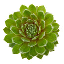 2 inch sempervivum 'highland mist' live succulent for sale, peter mitchell cultivar with light green leaves and subtle purple backing, tightly mounded rosette with heavy cilia throughout, frost tolerant outdoor perennial succulent, non-toxic and safe around pets and children, stunning year-round textural accent for gardens or planters, a unique and enduring gift for plant enthusiasts