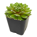 2 inch sempervivum 'highland mist' live succulent for sale, peter mitchell cultivar with light green leaves and subtle purple backing, tightly mounded rosette with heavy cilia throughout, frost tolerant outdoor perennial succulent, non-toxic and safe around pets and children, stunning year-round textural accent for gardens or planters, a unique and enduring gift for plant enthusiasts