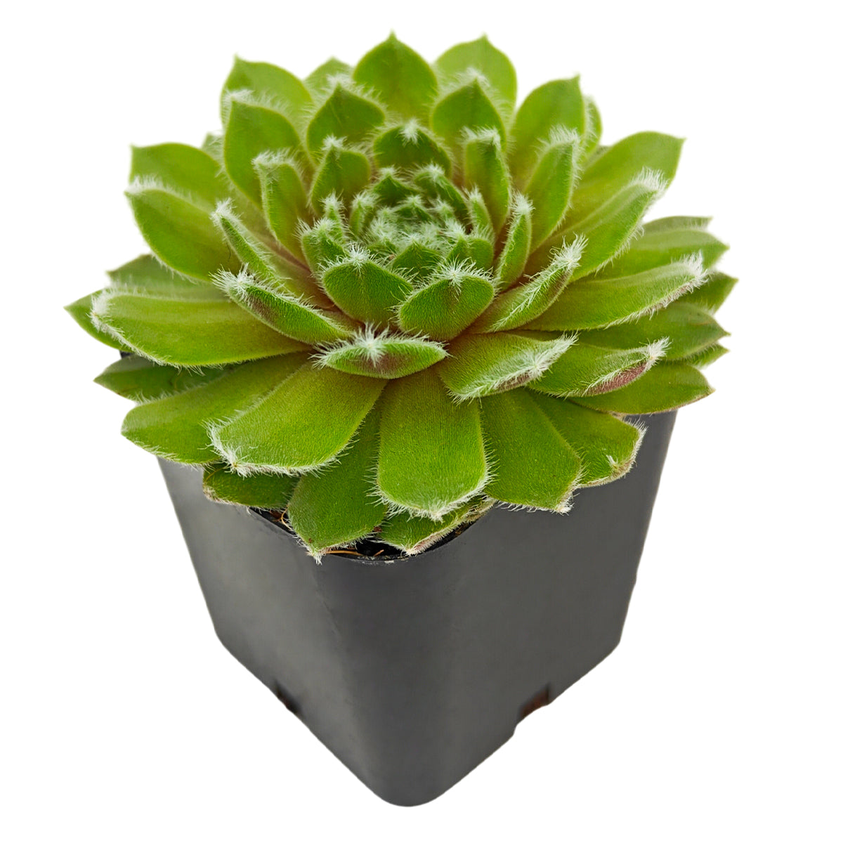 buy sempervivum 'highland mist' live succulent 2 inch online, misty silver-green fuzz-coated hens and chicks rosette, compact low-growing clumping growth, offsetting readily to fill containers, drought tolerant and easy care, charming architectural succulent for outdoor containers or rock gardens, a beautiful and lasting plant gift