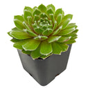 2 inch sempervivum 'highland mist' live succulent for sale, peter mitchell cultivar with light green leaves and subtle purple backing, tightly mounded rosette with heavy cilia throughout, frost tolerant outdoor perennial succulent, non-toxic and safe around pets and children, stunning year-round textural accent for gardens or planters, a unique and enduring gift for plant enthusiasts