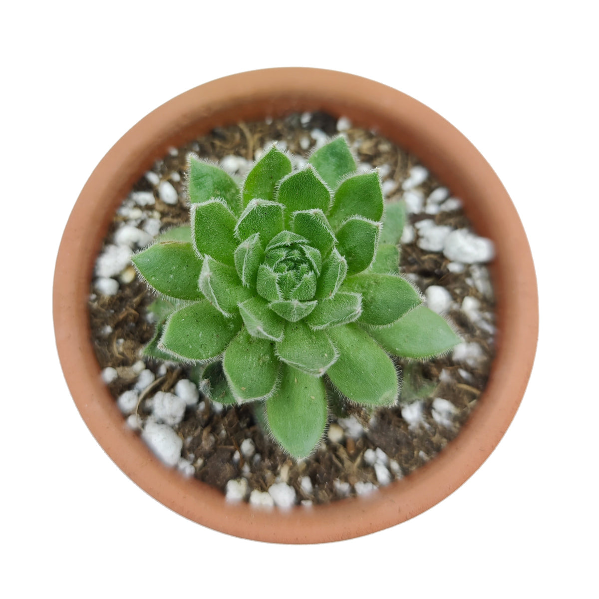 buy sempervivum spring beauty live succulent 2 inch online, evergreen rosette with seasonal color shifts from green to pink, dense offsetting hen and chicks form, low-maintenance perennial succulent, thrives in full sun with well-draining soil, architectural statement piece for rock gardens or container displays, perfect pet-safe succulent gift for any occasion