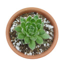 buy sempervivum spring beauty live succulent 2 inch online, evergreen rosette with seasonal color shifts from green to pink, dense offsetting hen and chicks form, low-maintenance perennial succulent, thrives in full sun with well-draining soil, architectural statement piece for rock gardens or container displays, perfect pet-safe succulent gift for any occasion