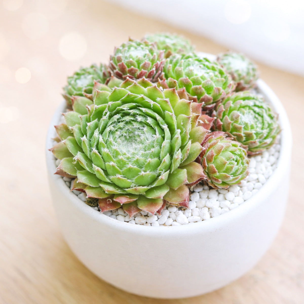 buy sempervivum 'fuzzy wuzzy' live succulent 2 inch online, green and rosy pink rosette with fine cilia leaf fringe, crested fasciated growth form, compact clustering habit, drought tolerant and frost hardy, charming textured bohemian desk accent, unique collector gift for succulent lovers