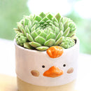 2 inch sempervivum 'highland mist' live succulent for sale, peter mitchell cultivar with light green leaves and subtle purple backing, tightly mounded rosette with heavy cilia throughout, frost tolerant outdoor perennial succulent, non-toxic and safe around pets and children, stunning year-round textural accent for gardens or planters, a unique and enduring gift for plant enthusiasts