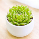 2 inch sempervivum 'oscularis' live succulent for sale, bright green symmetrical rosette edged with fine white fuzzy hairs, clumping offset-producing growth habit, pet-safe and cold hardy, minimal water needs, charming whimsical tabletop or garden display plant, thoughtful gift for succulent lovers in a clay pot