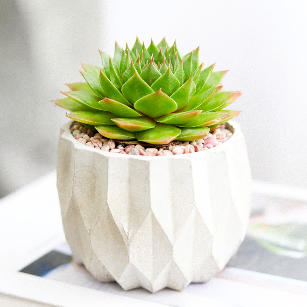 buy sempervivum 'silver king' live succulent 2 inch online, silvery-green rosette with red-burgundy flush, fleshy pointed leaves with waxy striations, compact clustering growth habit, cold-hardy and drought-tolerant, ideal for a sunny windowsill or rock garden display, makes a unique and low-maintenance gift for plant lovers