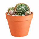 2 inch sempervivum arachnoideum 'robin' live succulent for sale, cobweb-draped rosette with green and pink blush coloring, fleshy pointed leaves fringed in delicate white webbing, slow steady spreading cluster habit with shallow fibrous roots, extremely hardy tolerating frost and dry conditions, an architectural statement plant for outdoor pots and alpine troughs, a charming evergreen gift that thrives for years, in a clay pot