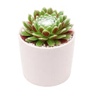 2 inch sempervivum arachnoideum 'robin' live succulent for sale, cobweb-draped rosette with green and pink blush coloring, fleshy pointed leaves fringed in delicate white webbing, slow steady spreading cluster habit with shallow fibrous roots, extremely hardy tolerating frost and dry conditions, an architectural statement plant for outdoor pots and alpine troughs, a charming evergreen gift that thrives for years, in a clay pot