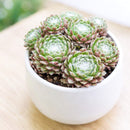 2 inch sempervivum arachnoideum 'robin' live succulent for sale, cobweb-draped rosette with green and pink blush coloring, fleshy pointed leaves fringed in delicate white webbing, slow steady spreading cluster habit with shallow fibrous roots, extremely hardy tolerating frost and dry conditions, an architectural statement plant for outdoor pots and alpine troughs, a charming evergreen gift that thrives for years, in a clay pot