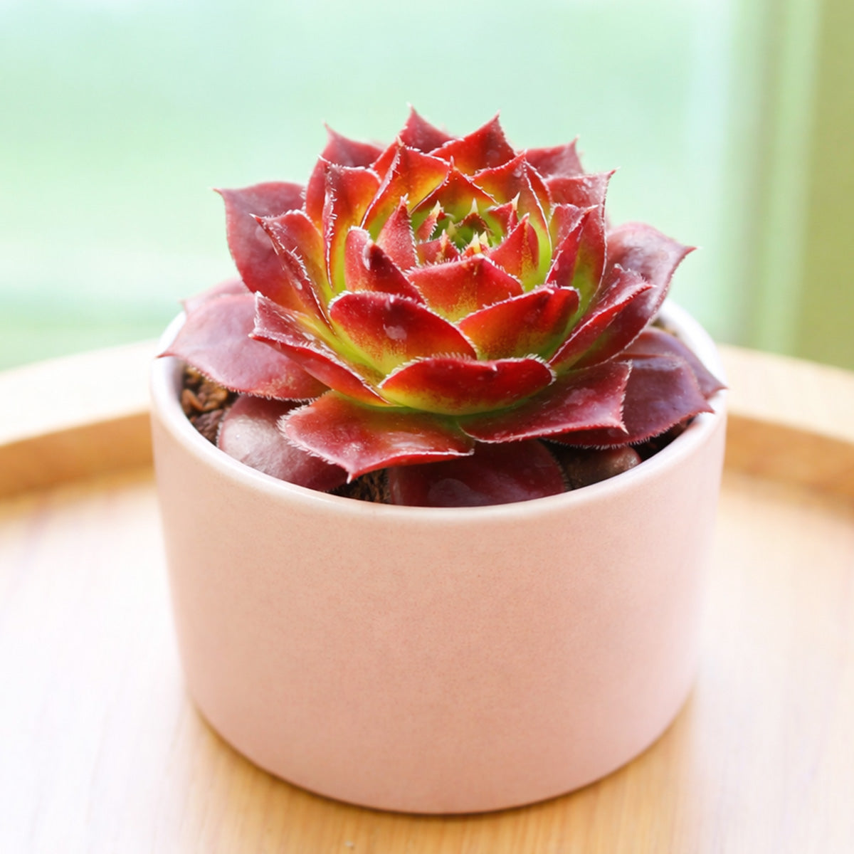 buy sempervivum heuffelii 'bros' live succulent 2 inch online, vivid crimson red rosette, glossy smooth leaves edged with fine cilia, compact clumping growth form, year-round color retention in all seasons, low maintenance drought tolerant care, bold architectural accent for rock gardens, unique cold hardy succulent gift for plant lovers