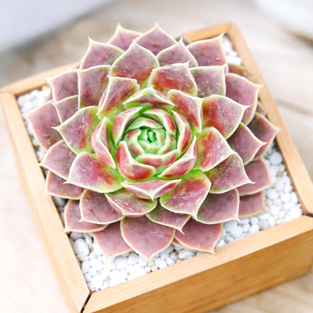 buy sempervivum heuffelii 'chocoleto' live succulent 2 inch online, compact rosette with pink to lavender and jade green tones, fine white cilia leaf edging, deep purple winter color shift, drought tolerant and frost hardy to zone 4, striking architectural accent for rock gardens or outdoor containers, a rare and unique succulent gift for plant collectors