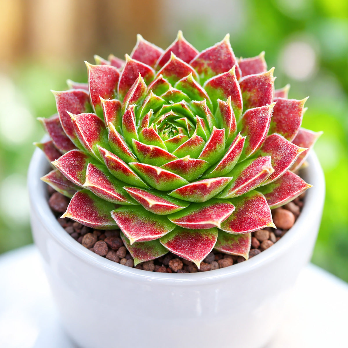 2 inch sempervivum heuffelii 'torrid zone' live succulent for sale, vibrant jewel-toned rosette with fiery red and green coloration, sparkle of fine cilia fringing each leaf, compact clumping form, pet safe and low maintenance, striking tabletop or patio display, ideal gift for beginner and seasoned gardeners alike