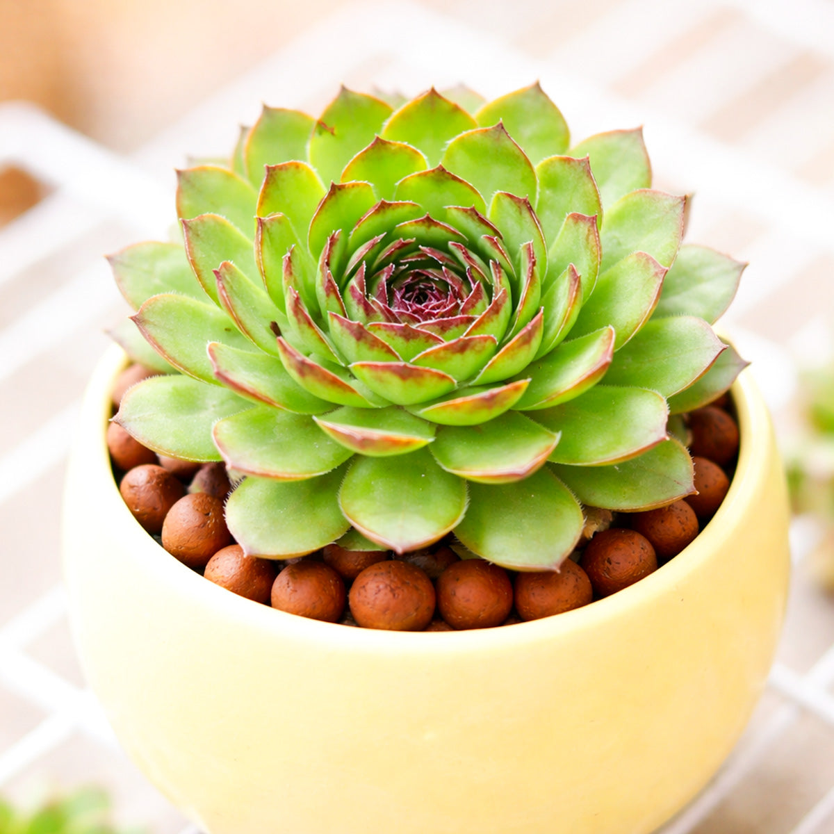buy sempervivum marmoreum f/ kazan gorge live succulent 2 inch online, compact vivid green rosette with deep plum-tipped leaves, firm slightly pointed leaf texture, dense clustering growth habit, extremely frost hardy down to -30f, bold architectural accent in a plastic pot, a unique gift for succulent and alpine plant collectors