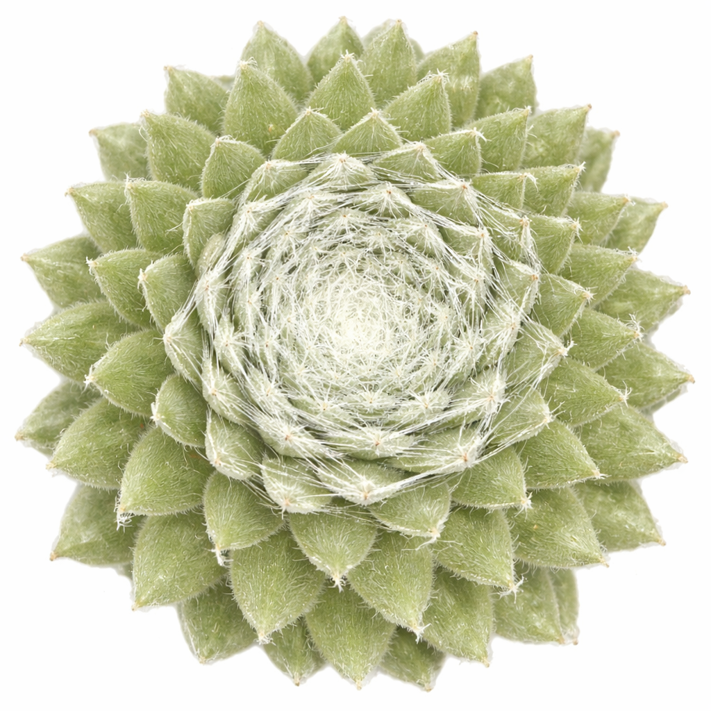 buy sempervivum colorockz 'summer frost' live succulent 2 inch online, soft green rosette with silvery frosted leaf tips, fine cobweb-like hairs along edges, compact clustering habit, cold hardy and drought tolerant, elegant frosted texture perfect for rock garden displays, a thoughtful pet-safe succulent gift for outdoor garden lovers