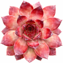 2 inch sempervivum 'bronco' live succulent for sale, vivid green and deep red rosette with purple-tipped thick leaves, wide-spreading mat-forming growth habit, extremely low maintenance and cold hardy to zone 4, seasonal color shifts from red-gold to deep winter purple, perfect for modern minimalist or alpine-inspired decor displays, a thoughtful and long-lasting gift for gardeners of all levels