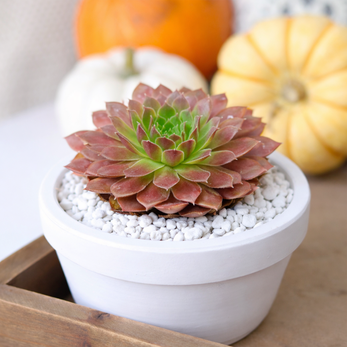 buy sempervivum colorockz 'coral red' live succulent 2 inch online, compact coral-red rosette with deep burgundy leaf tips, fleshy symmetrical succulent foliage, sun-intensified vivid coloring, frost hardy and drought tolerant, bold architectural accent for rock gardens, a striking gift for succulent enthusiasts