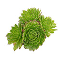 buy sempervivum 'chrysanthemum' live succulent 2 inch online in clay pot, vibrant rosette with layered green leaves edged in red, color shifts seasonally with temperature changes, low-growing compact form ideal for containers and troughs, cold hardy to extreme frost, beautiful naturalistic planter display, long-lasting and meaningful plant gift